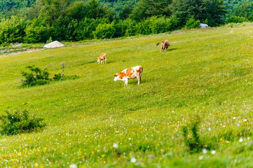 A beautiful shot of a herd of cows in a green field during the day