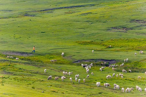 A beautiful shot of a herd of sheep in a green landscape under the clouds