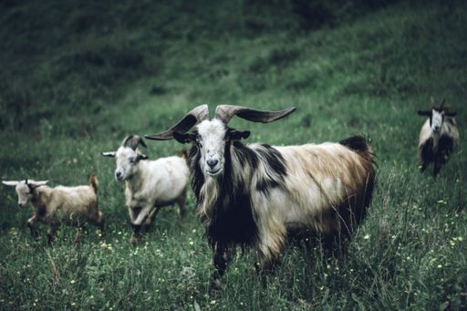 A closeup of goats with long hair and curvy horns in a grass field