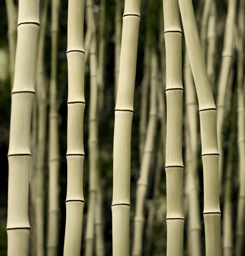 A selective focus closeup of bamboo plants in a field