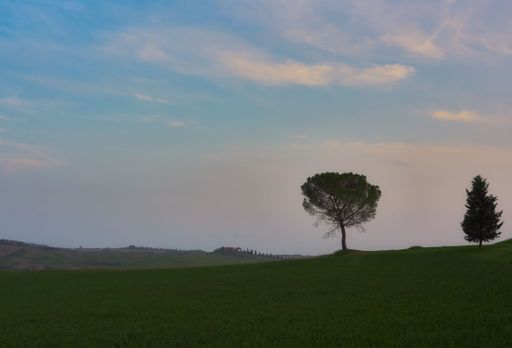 Landscape at sunset with tree in the foreground in the Toscana, Italy