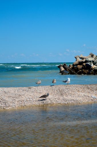 A vertical shot of seagulls on the beach near the wavy sea