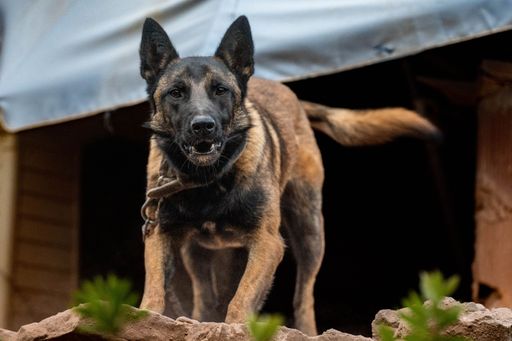 A closeup of a black headed brown dog running with excitement toward the camera