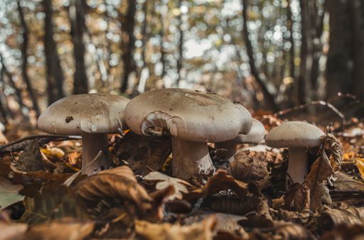 A closeup shot of clouded agaric mushrooms growing on a forest floor