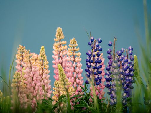 A closeup shot of colorful large-leaved lupine flowers in a forest