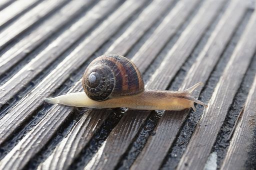 A closeup shot of a snail on a wet surface