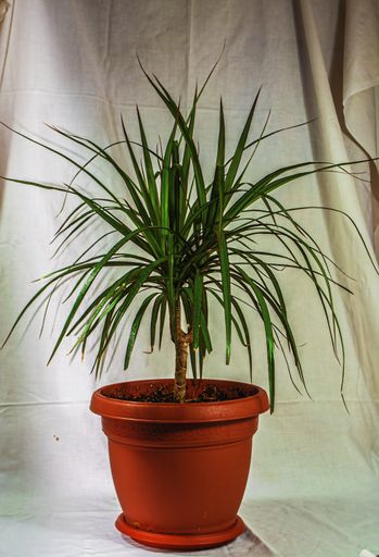 A vertical closeup shot of houseplant Dracaena palm isolated on a white background