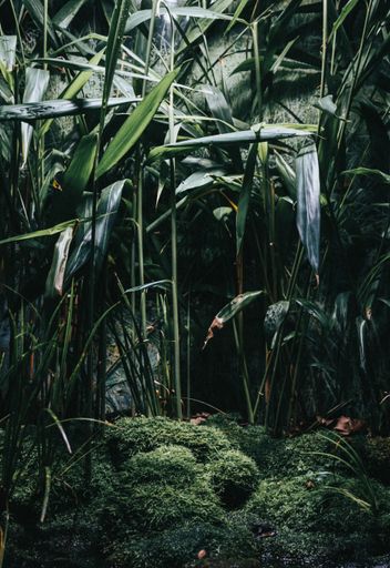 A vertical shot of different kinds of green plants in the middle of a forest