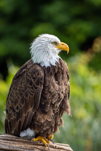 A vertical closeup of a bald eagle perched on a branch on blur background