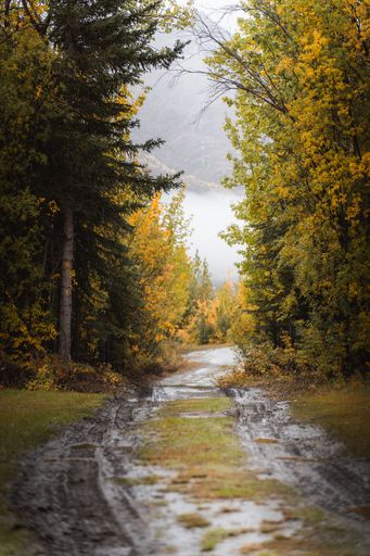A vertical shot of a dirt road between yellow and green trees in Wiseman, Alaska on a cloudy day