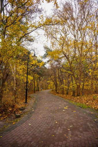 A beautiful vertical shot of a park scenery in Autumn