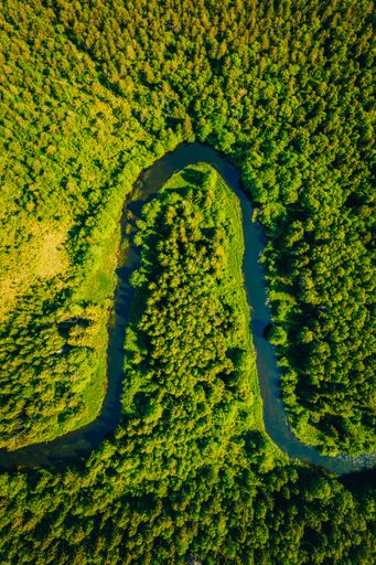 A high angle shot of a curvy lake in a forest surrounded by a lot of tall green trees