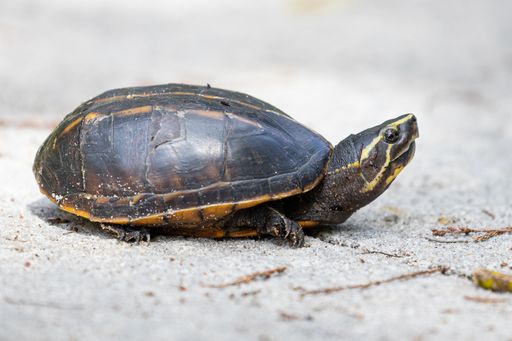 A closeup shot of a Sternotherus odoratus