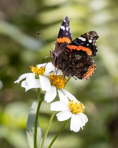 A closeup shot of a Vanessa atalanta on a flower