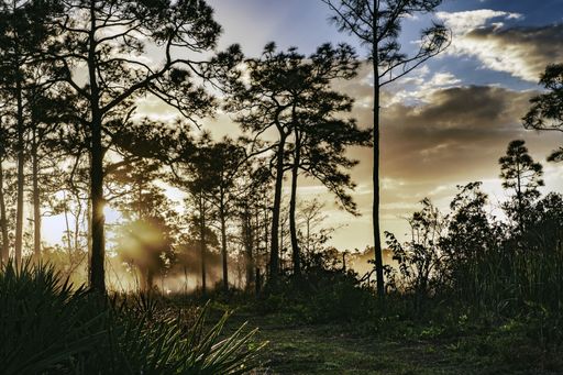 A forest surrounded by greenery and trees on a pathway under a cloudy sky during sunset
