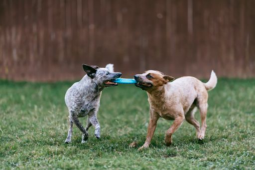 A view of dogs playing in the ground