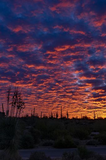 The image shows a scene with cactus silhouetted against the brilliant sky from a sunrise in the Sonoran desert of Arizona