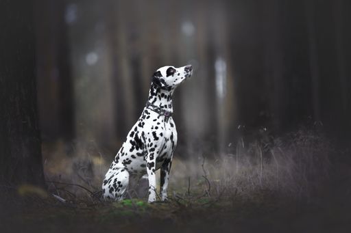 A selective focus of Dalmatian dog sitting in the forest with trees blurred background