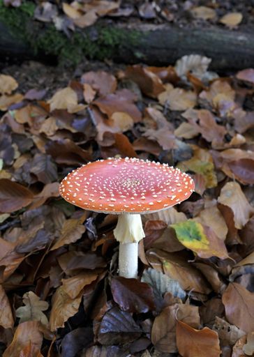A selective focus shot of red fly agaric mushroom in the forest
