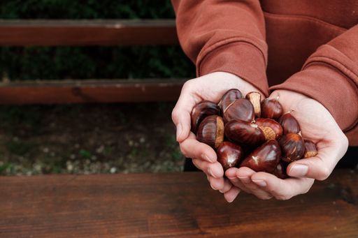 A closeup shot of female hands holding a handful of chestnuts after the harvest