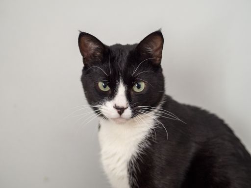 A closeup shot of a black and white cat on gray background