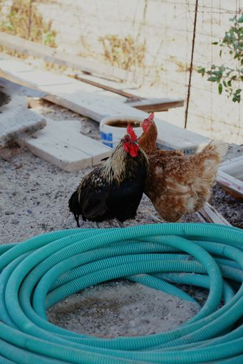 A vertical shot of brown chicken and black rooster standing by a green water tube on the farm ground