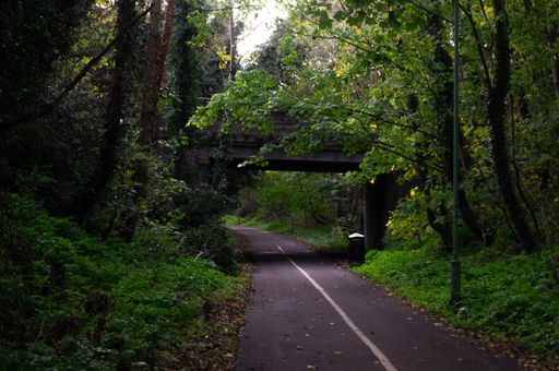 A smooth road passing through scenic green wood