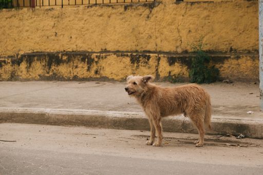 a brown stray dog in the street