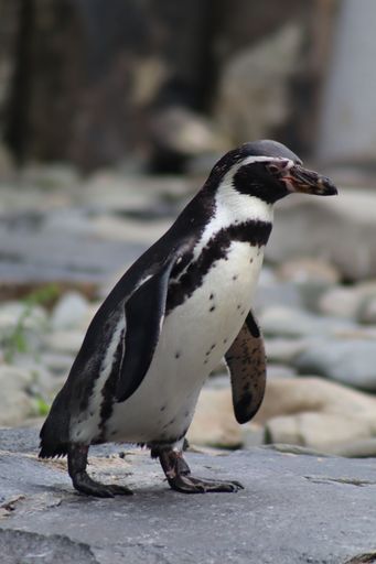 A vertical shot of a cute Humboldt penguin standing on the rock