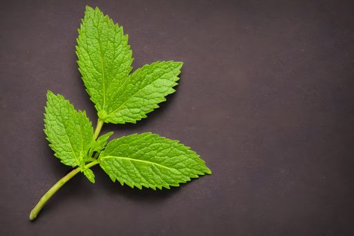A top view of fresh green peppermint leaves on gray surface with a copy space