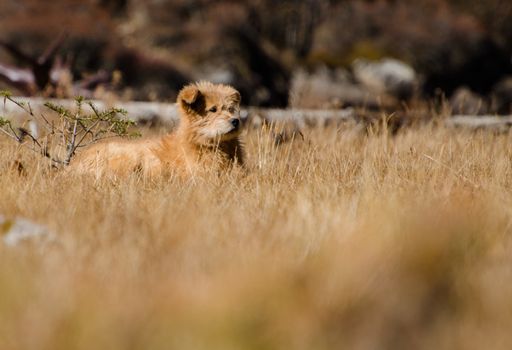 A dog sitting in a meadow covered with dry grass with a blurry background