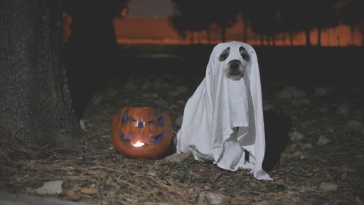 A closeup of a Jack-o'-lantern and a dog in a ghost costume in a field - concept of Halloween