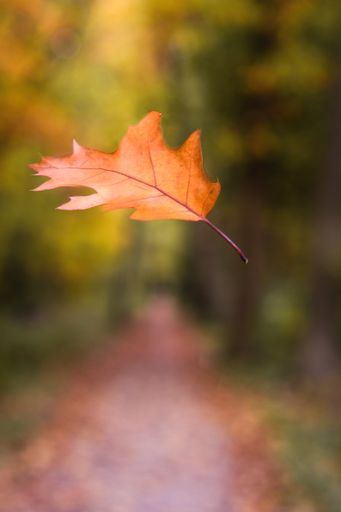 A golden dry autumn leaf in the air