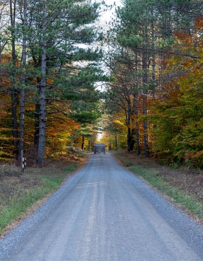 A vertical shot of a pathway in the forest captured during the daytime in autumn