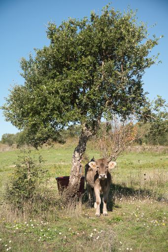 A vertical shot of a brown cow under a tree in a park