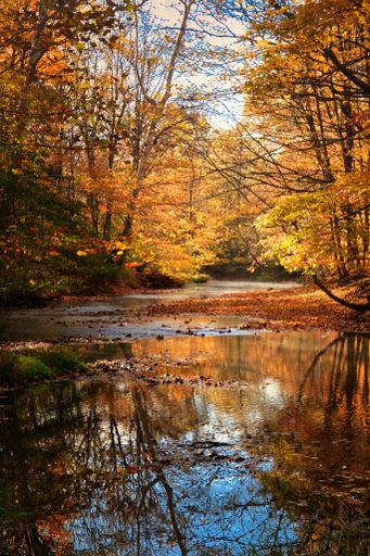 A vertical shot of a reflective creek flowing through colorful autumn forest