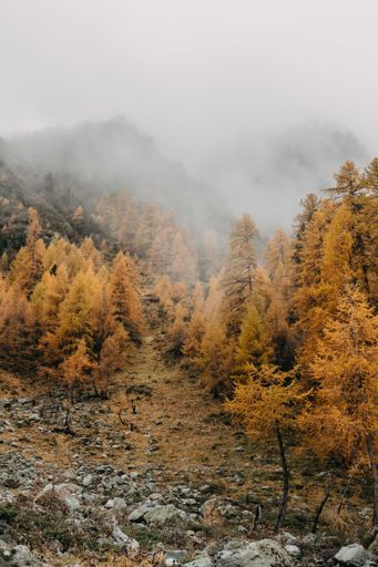 A fantastic vertical shot of low flying heavy clouds covering a densely forested mountain slope in the autumn