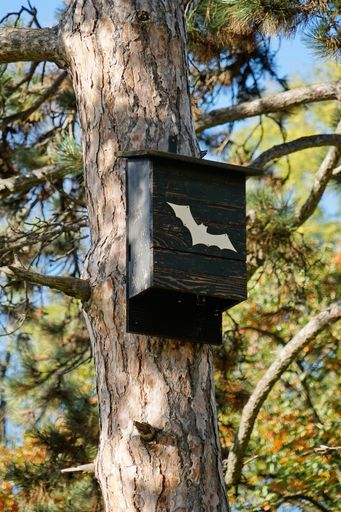 A vertical shot of a bat house on the tree in the park