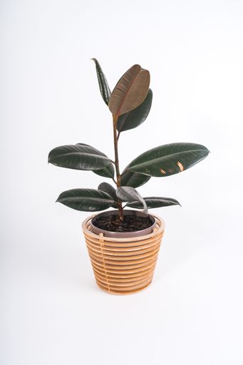 A vertical shot of a plant in a pot on a white background