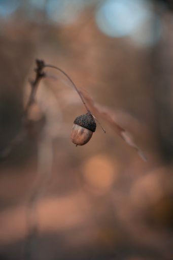 A vertical shot of an acorn on a branch against a blurred background
