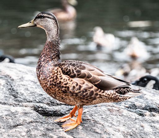 A closeup shot of a cute mallard duck standing on a rock in the middle of a lake