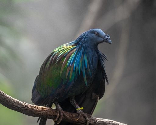 A closeup shot of a stunning roller bird with mesmerizing feathers