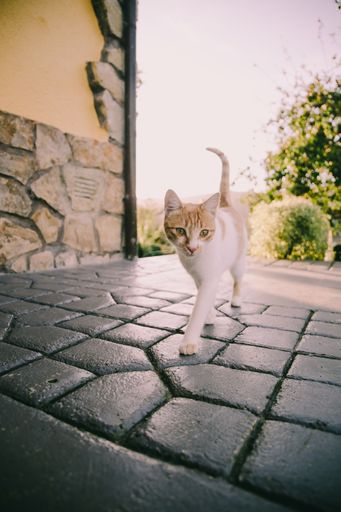 A vertical shot of a white orange cat walking towards the camera on a sunny day