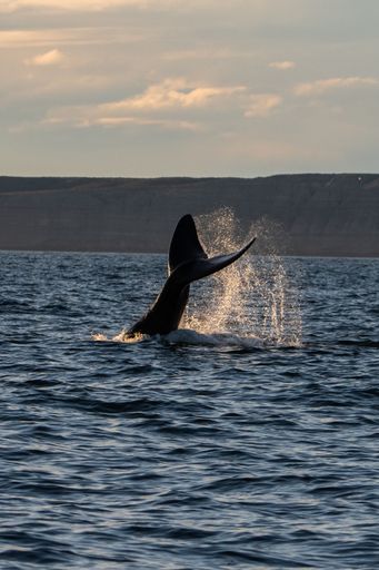 A big fish tail splashing the water