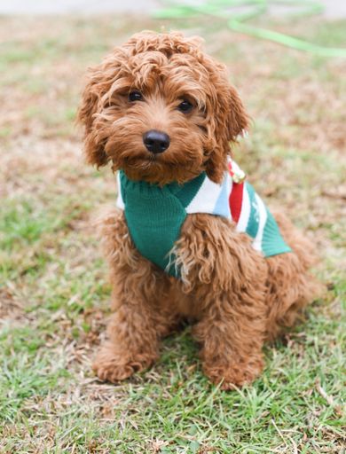 An adorable brown labradoodle puppy on the grass