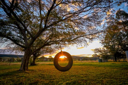 A tire swing hanging from a Chinese Elm tree
