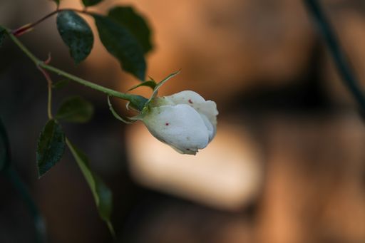A selective focus shot of a white rose