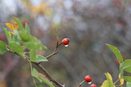 A close up shot of red rose hips in the forest after the rain