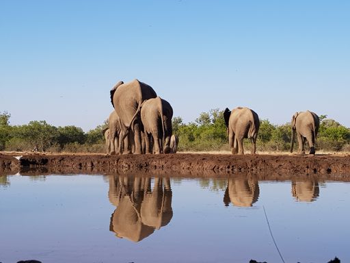 A herd of elephants at a waterhole in Mashatu Game Reserve, Botswana