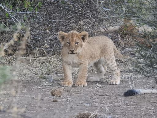 A closeup shot of a lion cub